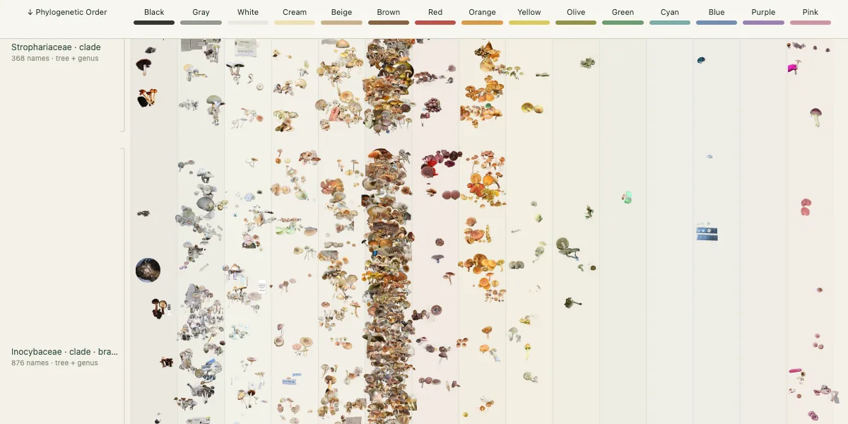 Kinship and color chart: mushrooms arranged by family tree down the page and by color across it